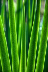 Lilie wodne, pałki wodne. Typha. © grzegorz