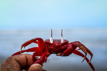red crab on the beach - ghost crab © Araf