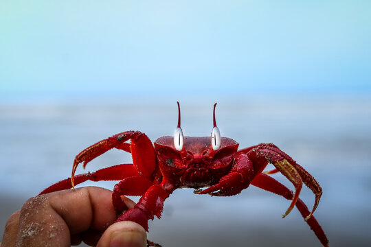 red crab on the beach - ghost crab