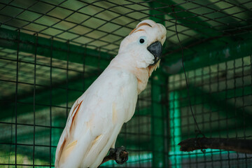 A Cockatoo Cacatua moluccensis With A Red Feather
On Its Head