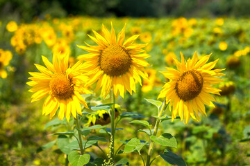 Fototapeta premium sunflower flower in field on blue sky background