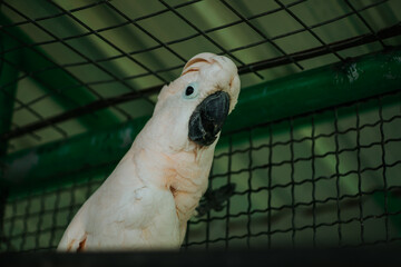 A Cockatoo Is Standing On A Branch In A Cage