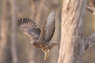 Flight