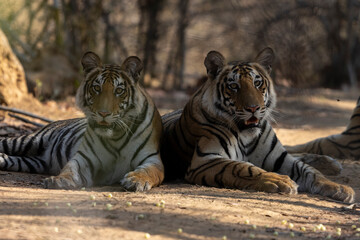 Early Morning sighting of a mother and 3 cubs in the buffer zone in bandhavgarh