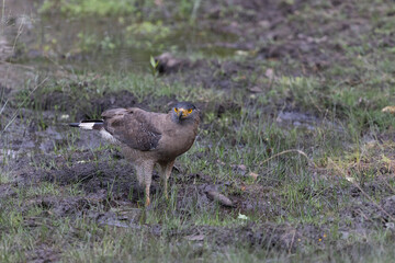 Wildlife of Bandhavgarh