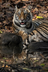 Early Morning sighting of a mother and 3 cubs in the buffer zone in bandhavgarh