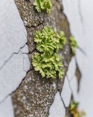 Closeup of Green and Brown Lichen on Cracked Stone.