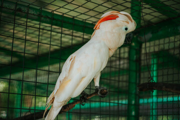 he cockatoo is looking either at something outside the cage, or something inside the cage, out of frame. The bird's feathers are white and soft looking, and its beak is dark.