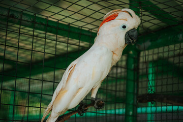 The bird is facing away from the camera, but you can see its head turned to the left, looking at something. The cage is made of a grid of metal wires, and you can see the background through the wires.