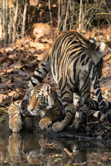 Early Morning sighting of a mother and 3 cubs in the buffer zone in bandhavgarh