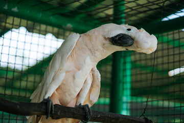 The image shows a white cockatoo perched on a branch inside a cage. The bird has its feathers...