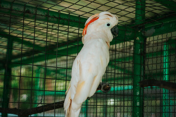 A white cockatoo with a bright orange crest is perched in a green metal cage