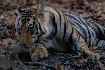 Tigers of Bandhavgarh