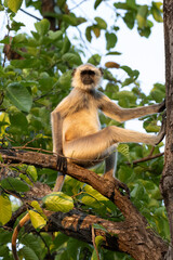 Grey Langur in a tree
