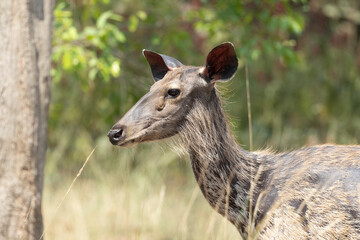 Headshot of a Sambar Deer