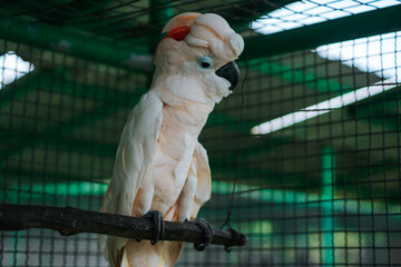 The cockatoo is looking down, and its beak is closed. The cage is made of metal bars and has a green mesh background