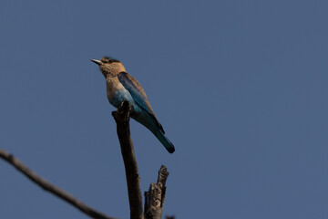 Indian Roller