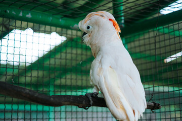 The cockatoo's left leg is resting on the branch, and its right leg is dangling