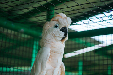 This is a close-up image of a white cockatoo, a type of parrot. It is standing on the perch in a cage