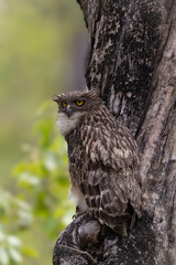 Birds of Bandhavgarh