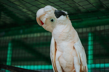 A white cockatoo with a black eye patch and a pink beak is looking to the left. It is standing in a cage with a dark green background
