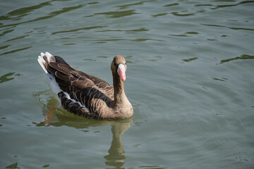 Close-up of a goose swimming on the calm surface of the lake. Natural wildlife, brown mottled color and the natural beauty of waterfowl in their natural habitat.