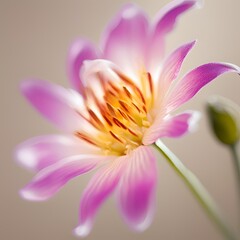 Fototapeta premium High-resolution photograph of flowers - High-resolution photograph of flower (5)