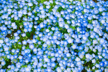 上から見た満開のネモフィラ