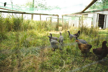 Guinea hens on a small farm in Ontario, Canada.