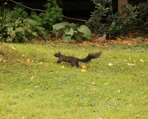 Cutest Ever Black Grey Squirrel PA