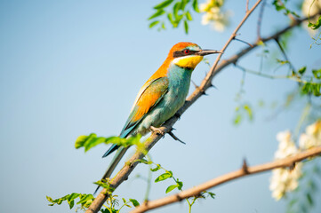 Obraz premium Vibrant image of a bee-eater perched on a branch, displaying vivid green, blue, and orange plumage. Its slender beak and sharp eyes capture the essence of this beautiful bird in a natural setting.