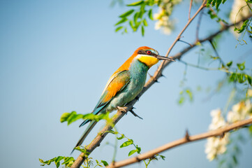 Vibrant image of a bee-eater perched on a branch, displaying vivid green, blue, and orange plumage. Its slender beak and sharp eyes capture the essence of this beautiful bird in a natural setting.