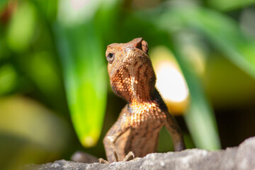 Fototapeta premium Close up of the oriental garden lizard (Calotes versicolor) or called the oriental garden lizard on the rock 