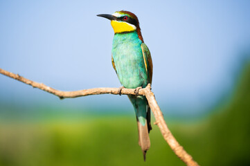 Vibrant image of a bee-eater perched on a branch, displaying vivid green, blue, and orange plumage. Its slender beak and sharp eyes capture the essence of this beautiful bird in a natural setting.