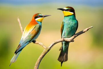 Two colorful European bee-eaters perched on a branch against a blurred green background.Their vibrant plumage includes shades of blue, orange, yellow, and green, making a striking,natural composition.
