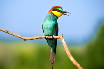 Vibrant image of a bee-eater perched on a branch, displaying vivid green, blue, and orange plumage. Its slender beak and sharp eyes capture the essence of this beautiful bird in a natural setting.