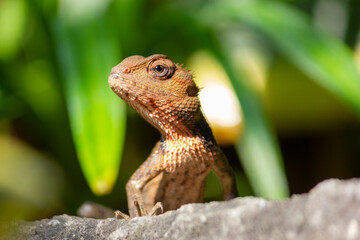 Close up of the oriental garden lizard (Calotes versicolor) or called the oriental garden lizard on the rock 