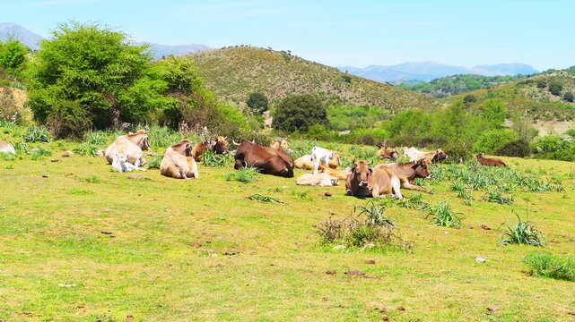 Brown red cows Sardinian livestock herd of domestic grass-fed animals grazing on farm field mountain pasture in Sardinia, Italy