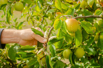 a man's hand pushing away the branches of an apple tree in his organic orchard