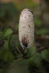 close up of a mushroom in the grass