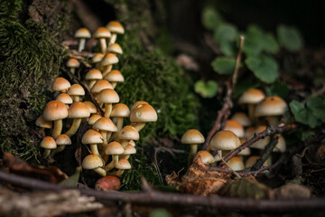 mushrooms in the forest
