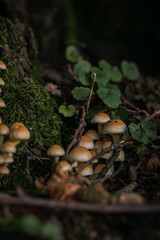 mushrooms in the forest