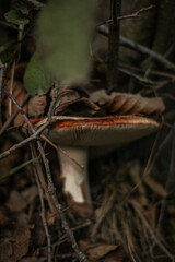 mushroom in the forest