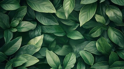 Obraz premium Green leaves frame backgrounds plant herbs.