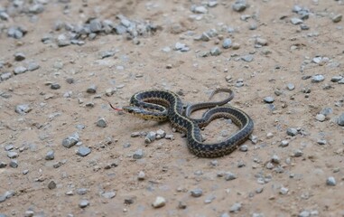 Cutest ever little Garter Snake Benezette PA Backyard Beauty