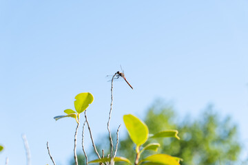 青空と細い枝にとまる赤とんぼ © Iron Smith 