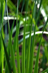 Lilie wodne, pałki wodne. Typha. © grzegorz