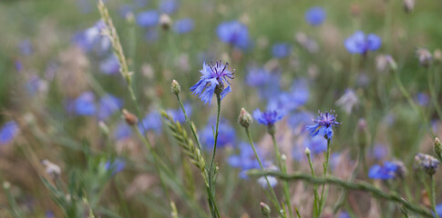 Colourful wildflowers on the field -  red poppy and blue cornflower growing between grain crops.