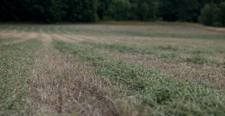Haymaking season  in summer -  cut grass left on the pasture to dry and obtain a hay crop.