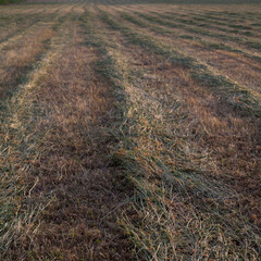 Haymaking season  in summer -  cut grass left on the pasture to dry and obtain a hay crop.